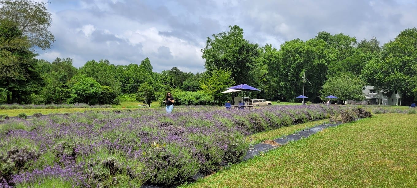 Lookout Lavender Farm